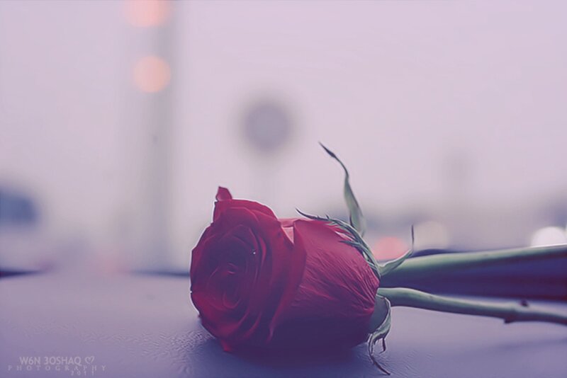 Red Rose on Surface — Calm, Photograph, Stem, Background Lights