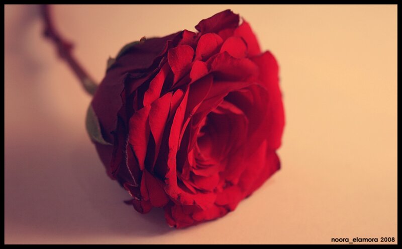 Red Rose on Surface — Calm, Photograph, Stem