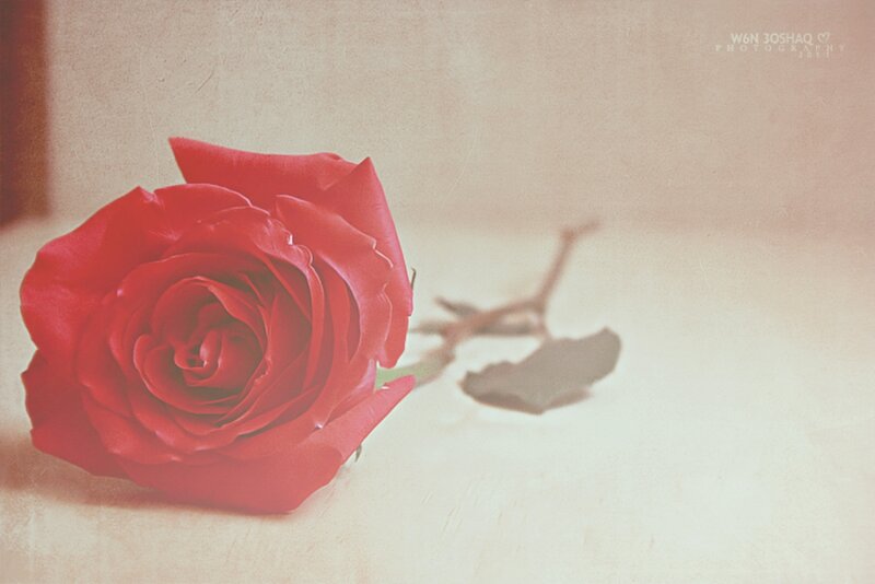 Red Rose on Surface — Calm, Photograph