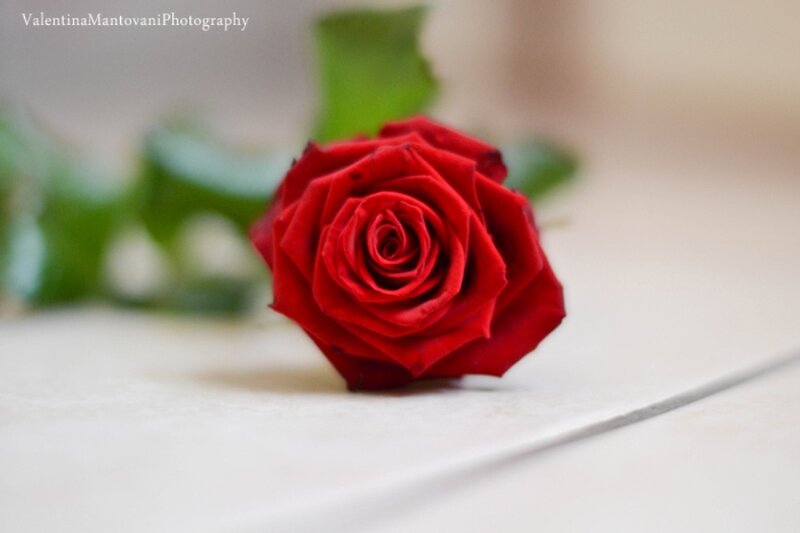 Red Rose on Surface — Calm