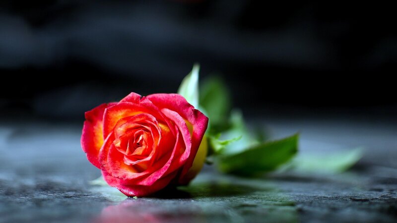 Red Rose on Surface — Dramatic, Photograph, Green Leaves, Green