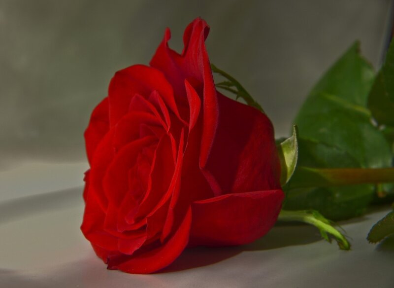 Red Rose on Surface — Dramatic, Photograph, Green Leaves, Stem