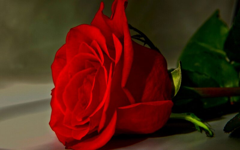Red Rose on Surface — Dramatic, Photograph, Green Leaves