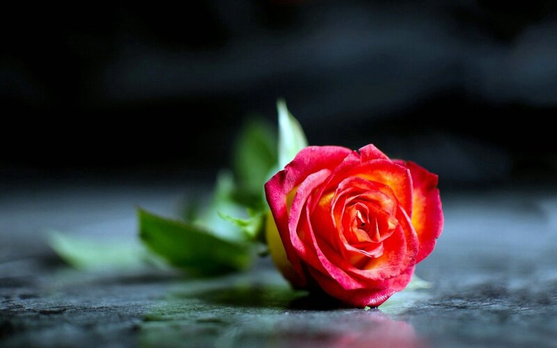 Red Rose on Surface — Dramatic, Photograph, Leaf
