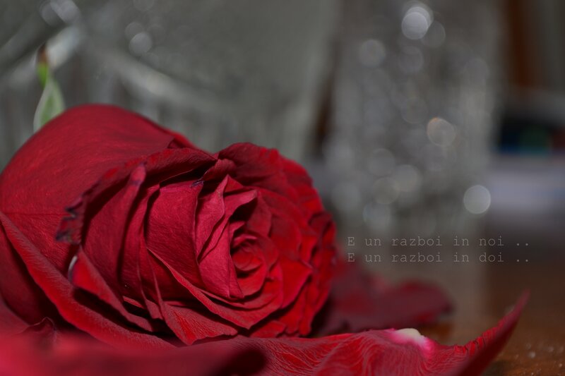 Red Rose on Surface — Dramatic, Photograph, Petal