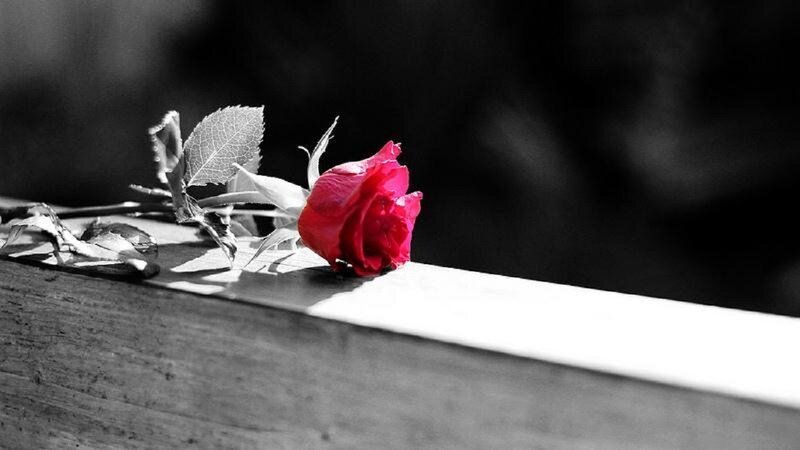 Red Rose on Surface — Dramatic, Photograph