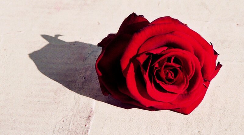 Red Rose on Surface — Dramatic