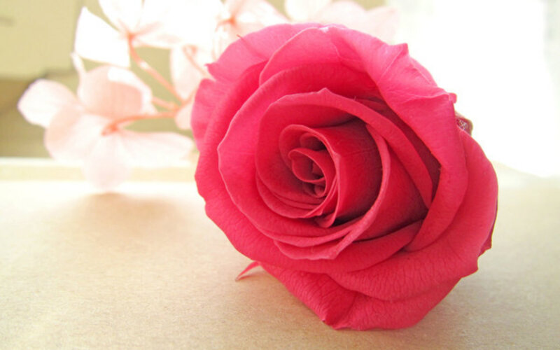 Red Rose on Surface — Pink, Calm