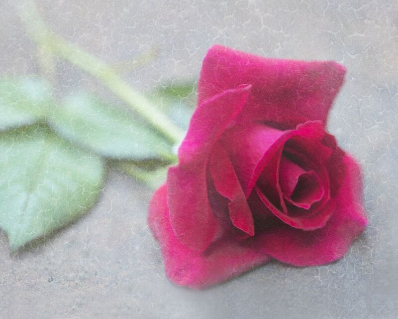 Red Rose on Surface — Pink