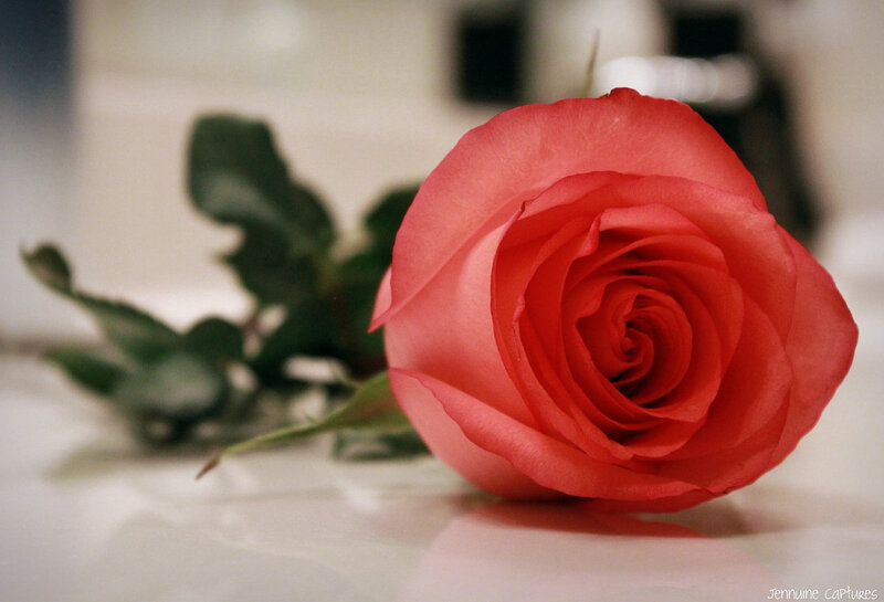 Red Rose on Surface