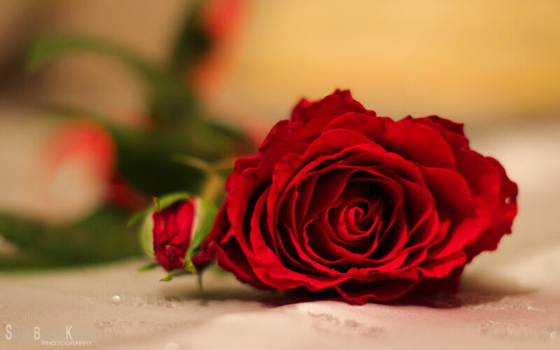 Red Rose on Table — Calm, Photograph, Bud