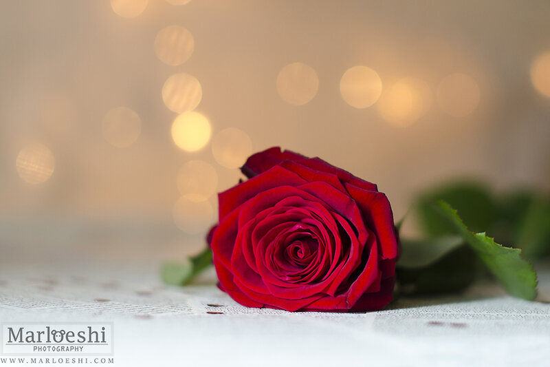 Red Rose on Table — Calm, Photograph, Green Leaf