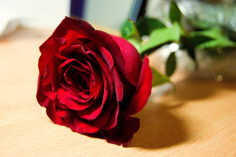 Red Rose on Table — Calm, Photograph, Green Leaves