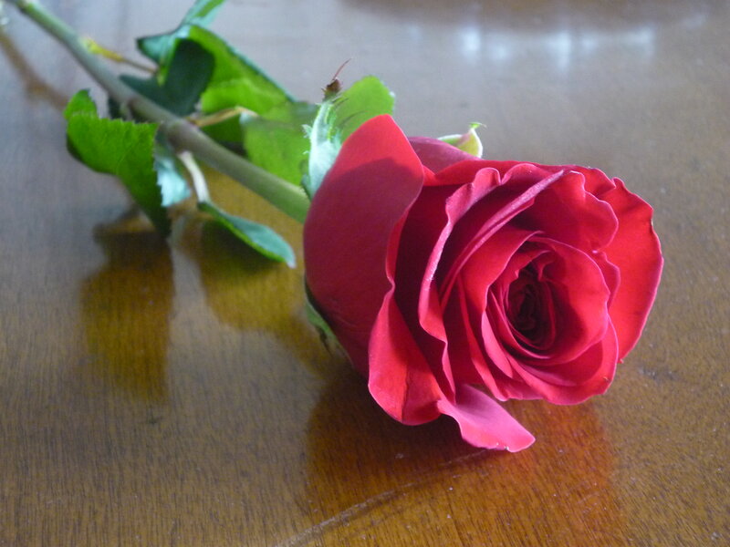 Red Rose on Table — Calm, Photograph