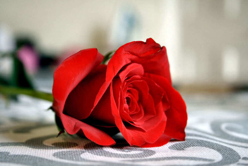 Red Rose on Table — Calm