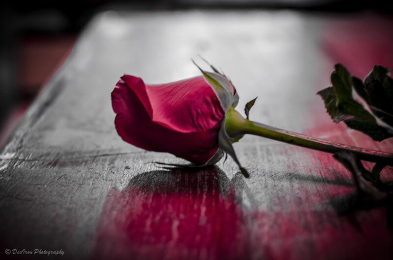 Red Rose on Table — Dramatic, Photograph, Stem