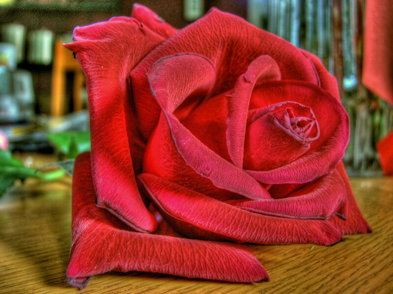 Red Rose on Table — Dramatic, Photograph