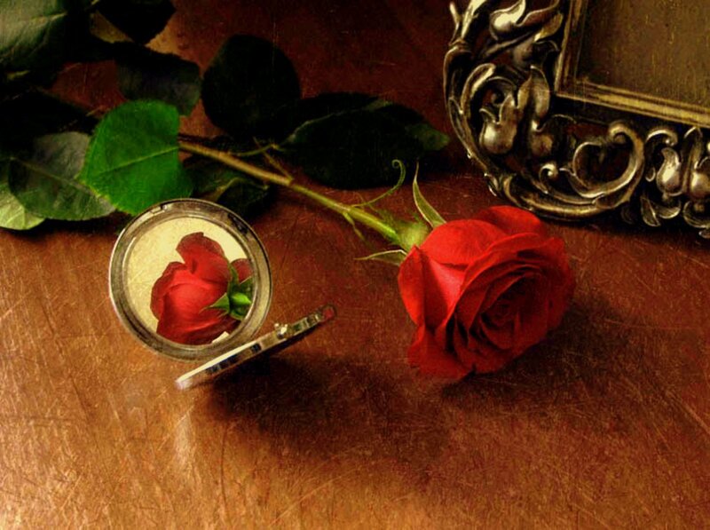 Red Rose on Table — Dramatic