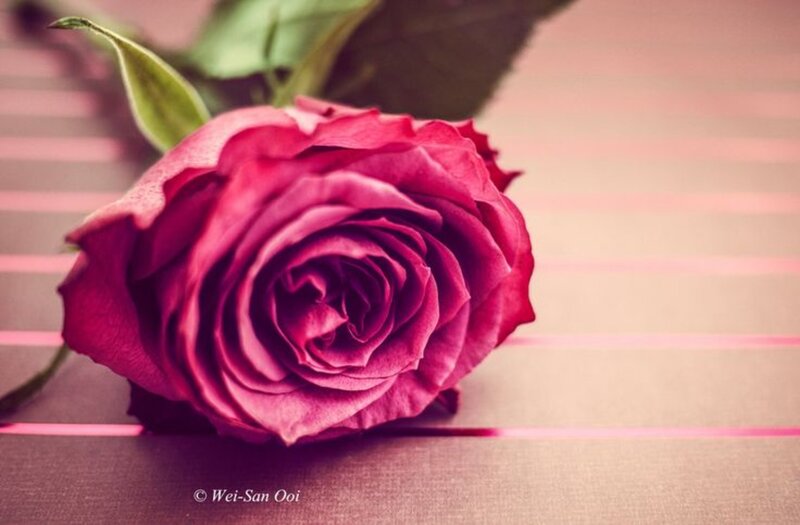 Red Rose on Table — Pink