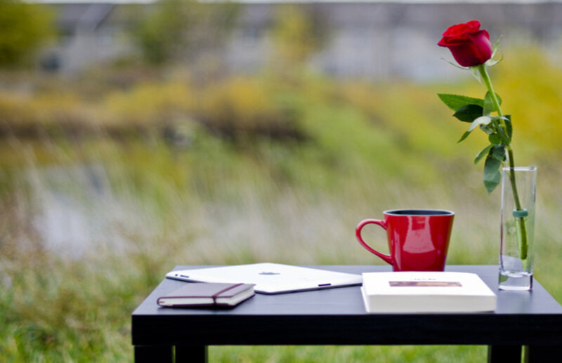 Red Rose on Table — Serene, Afternoon
