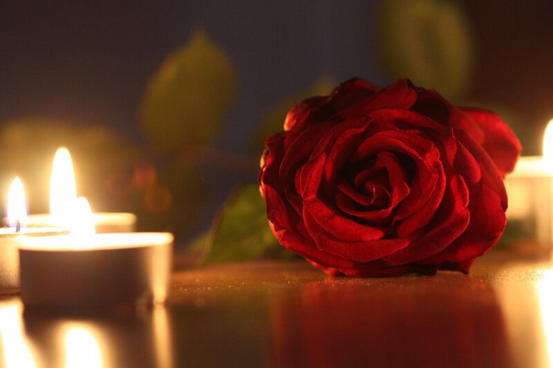 Red Rose on Table