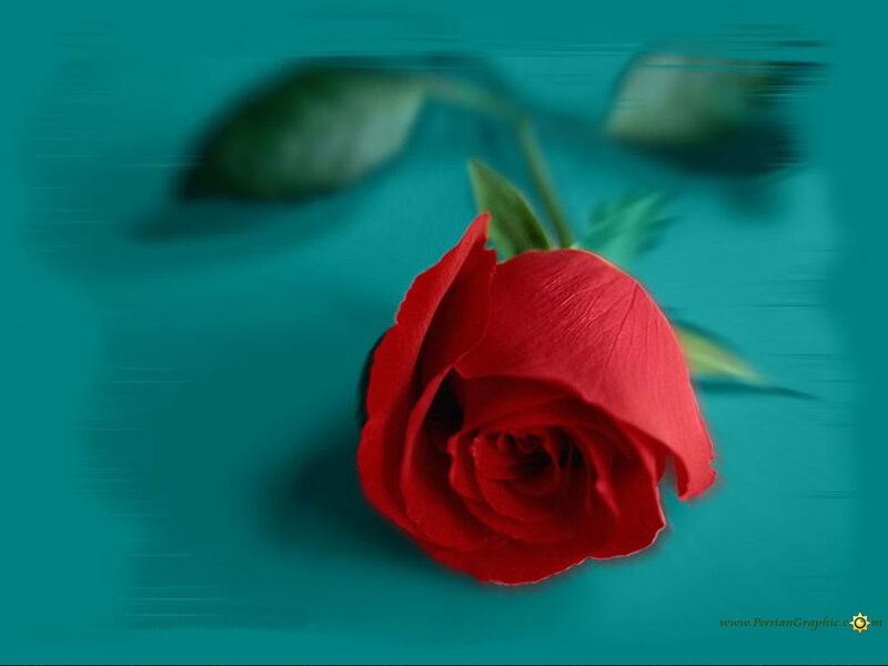 Red Rose on Teal