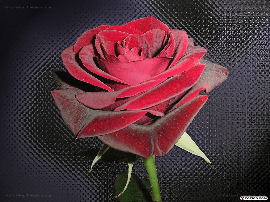 Red rose on textured background