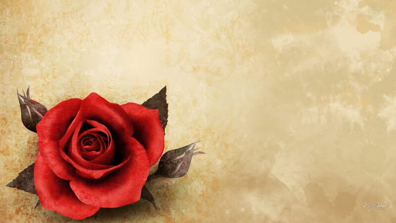 Red Rose on Textured Background — Calm
