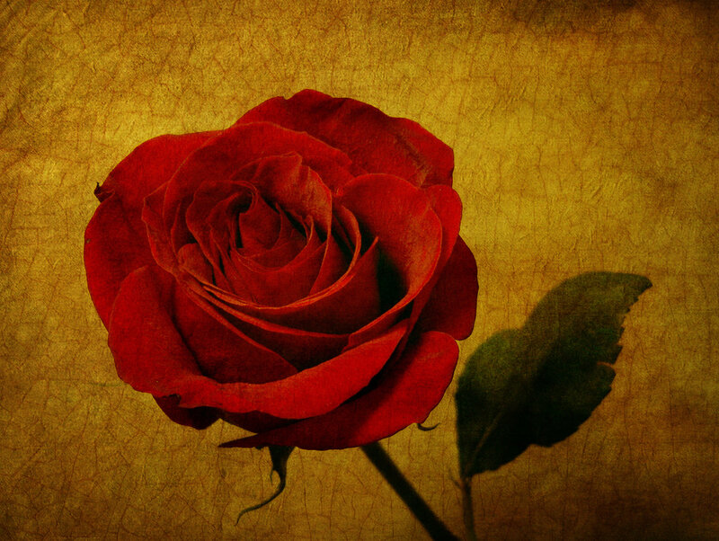 Red Rose on Textured Background — Dramatic