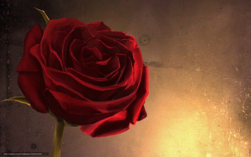 Red rose on textured background