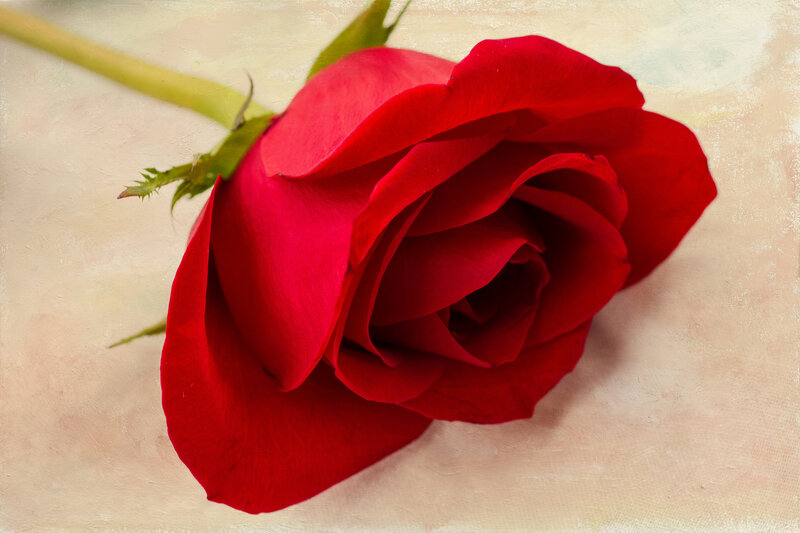 Red Rose on Textured Surface — Calm, Photograph, Stem