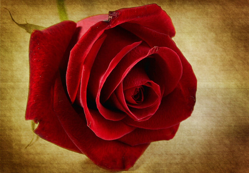Red Rose on Textured Surface — Calm