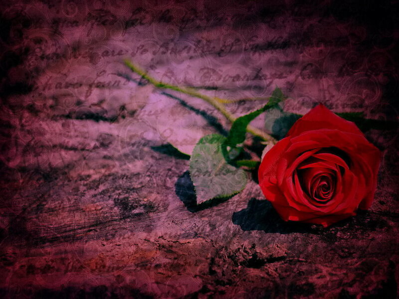 Red Rose on Textured Surface — Dramatic, Photograph