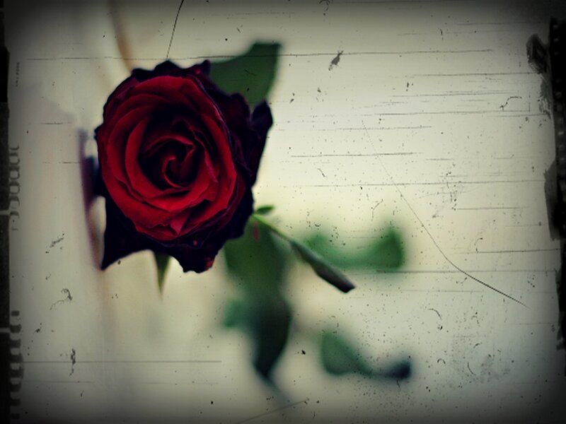 Red Rose on Textured Surface — Melancholic