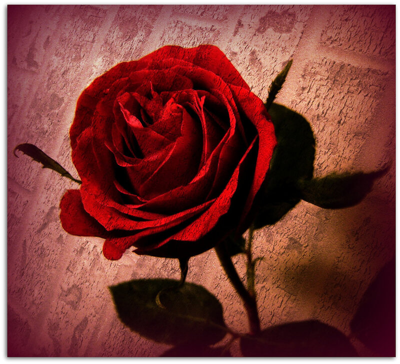 Red Rose on Textured Wall