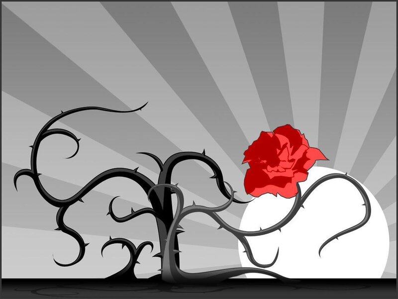 Red rose on thorny vine