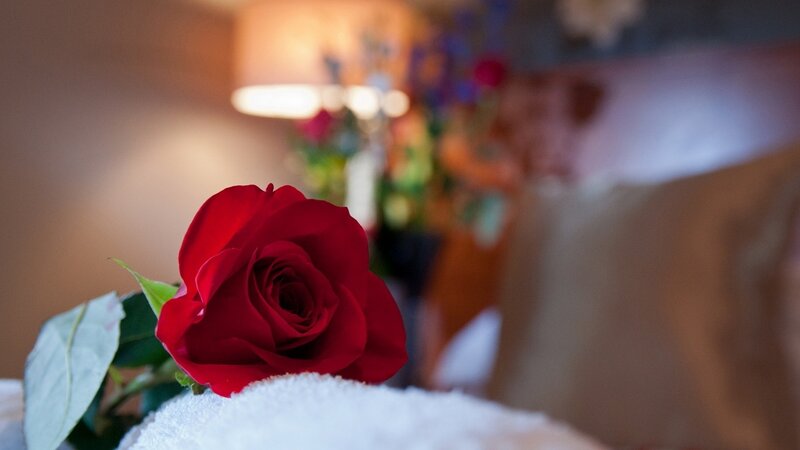 Red Rose on Towel — Calm, Night
