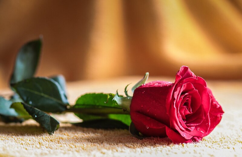 Red Rose on Towel — Calm, Photograph