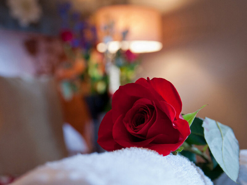 Red Rose on Towel — Calm