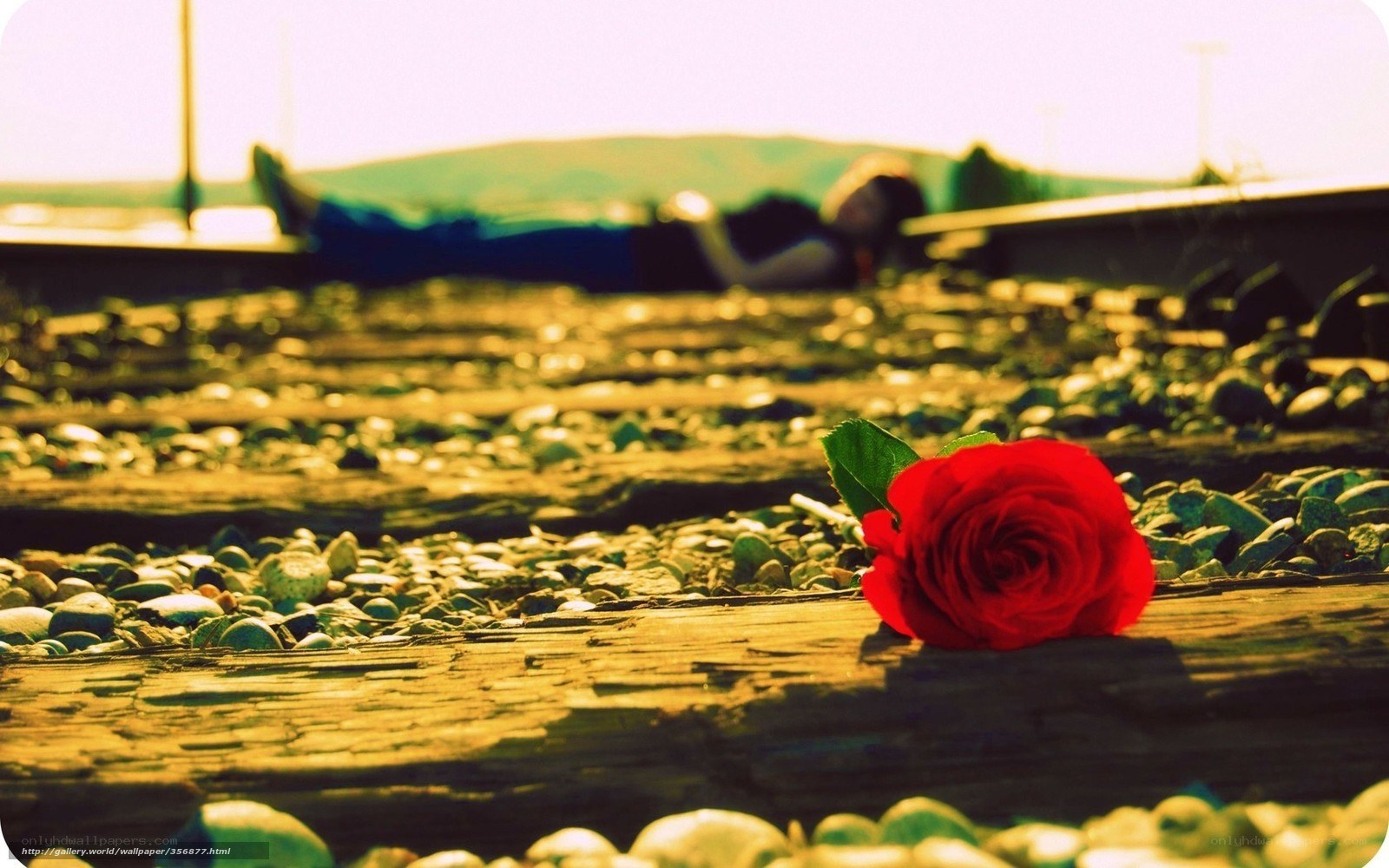 Red rose on train tracks