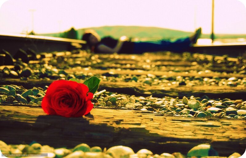 Red rose on train tracks