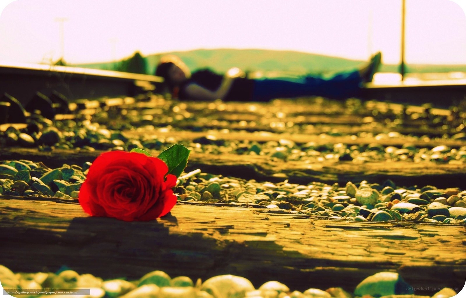Red rose on train tracks