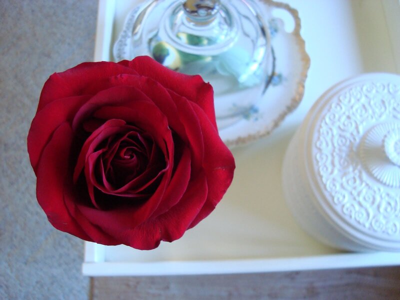 Red Rose on Tray