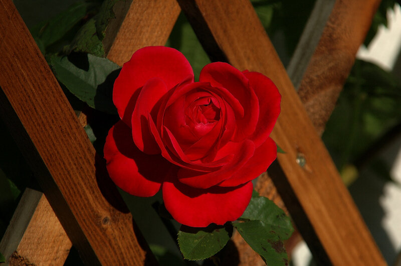 Red Rose on Trellis