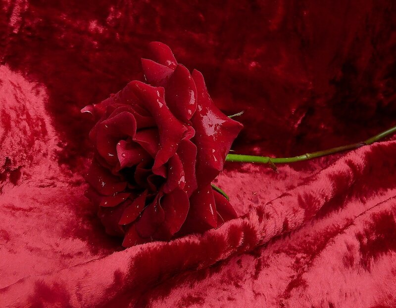 Red Rose on Velvet