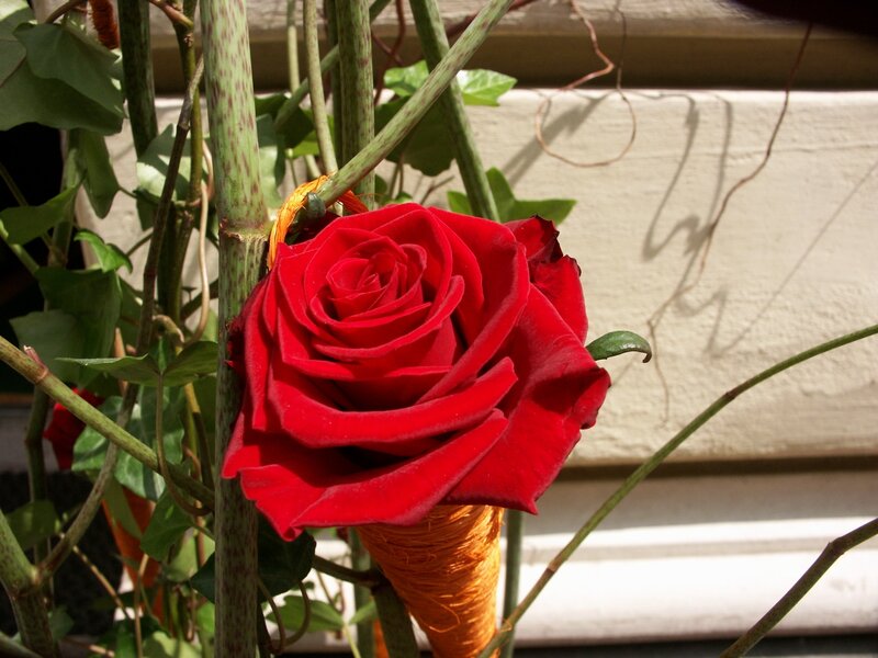 Red Rose on Vine — Calm