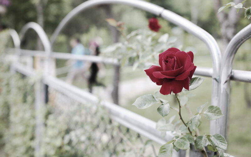 Red Rose on Vine — Serene