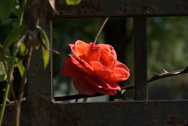 Red Rose on Vine