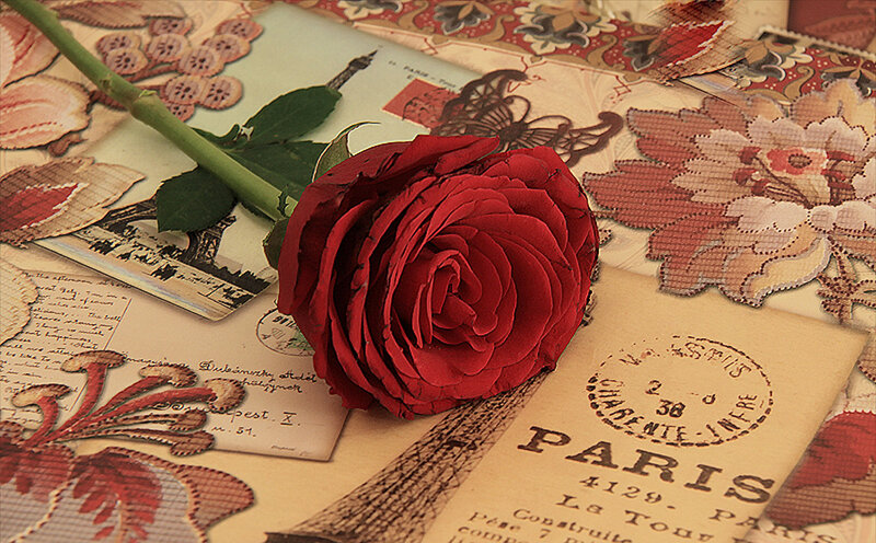 Red Rose on Vintage Papers