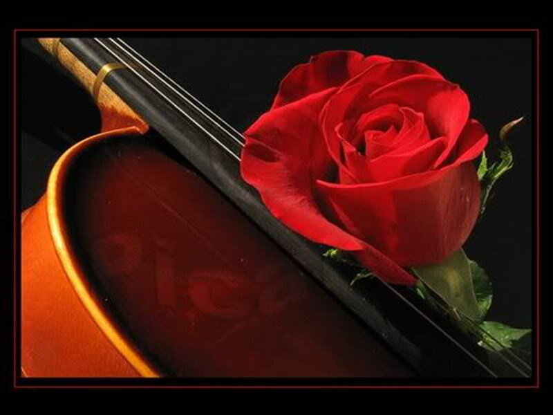 Red Rose on Violin — Dramatic, Photograph, Strings, Black